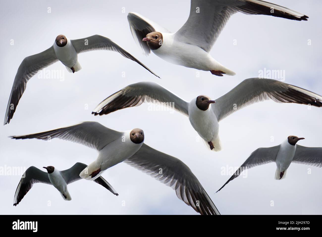 Flock of flying black and white seagulls Stock Photo - Alamy