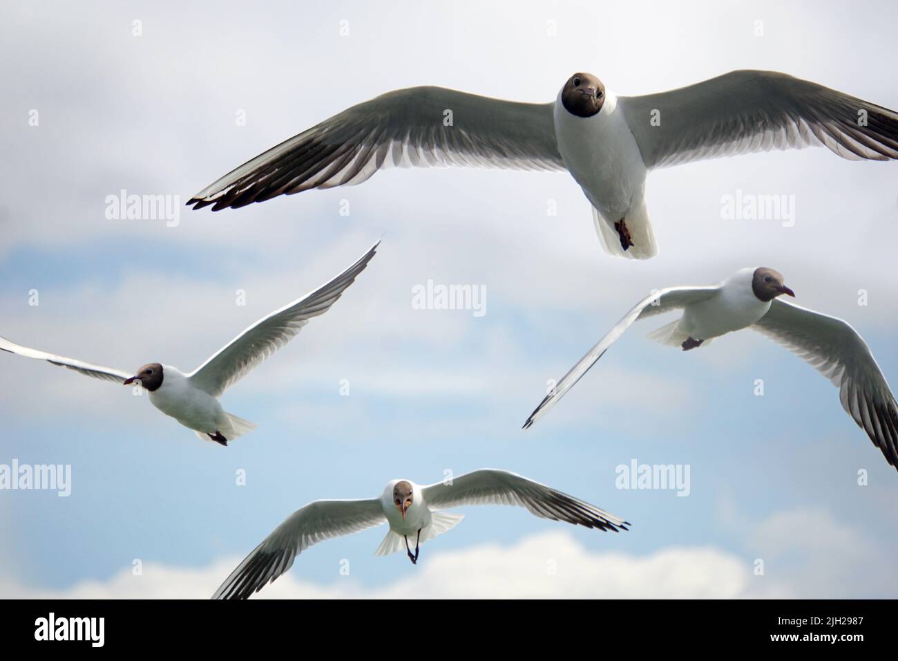 Flock of flying black and white seagulls Stock Photo - Alamy