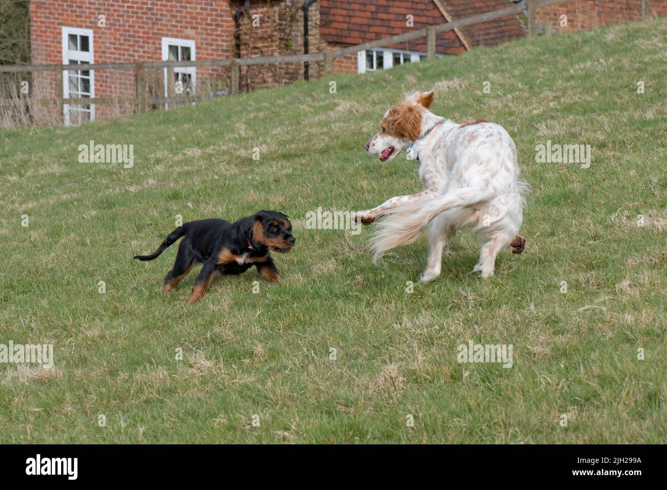 An English setter dog playing with a working cocker spaniel puppy and having fun despite their size and age difference, Berkshire, April Stock Photo