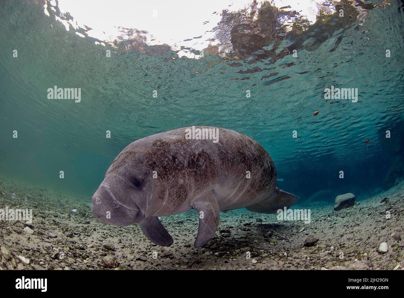 Florida Manatee resting peacefully in the calm waters of Crystal River Stock Photo