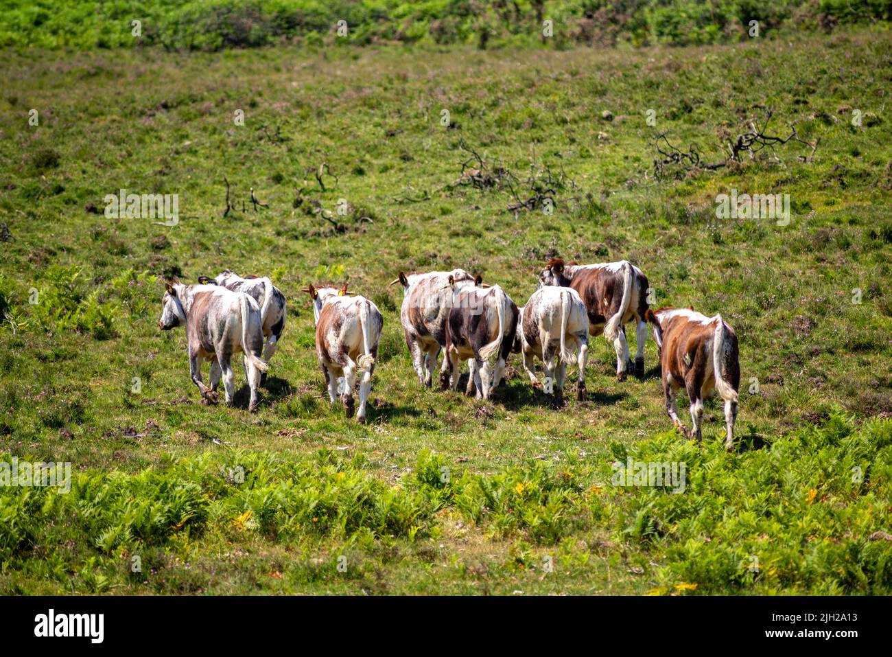 Herd of cows on the move, New Forest, Hampshire, UK Stock Photo