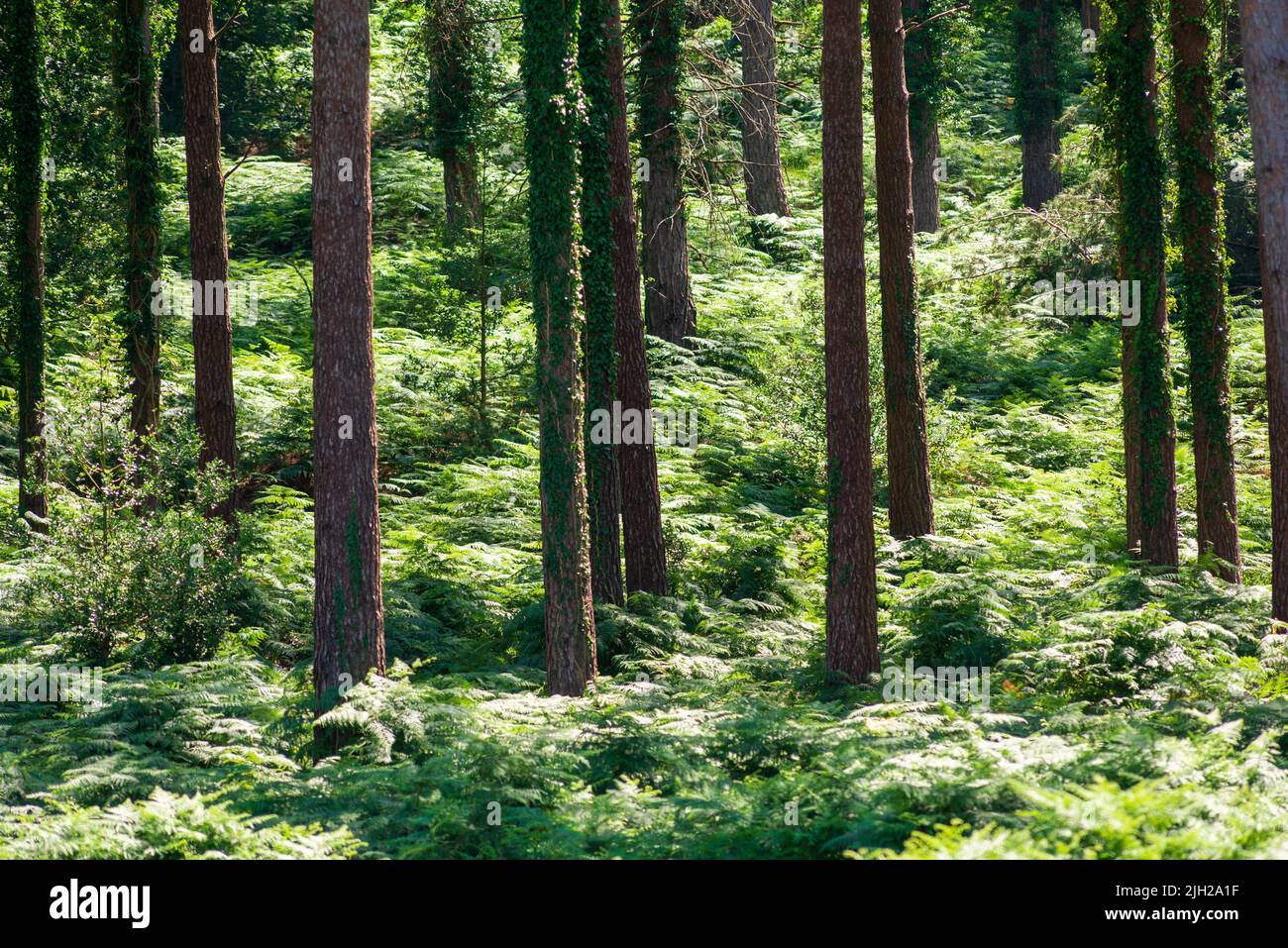 Pine tree woodland in shimmering green bracken Stock Photo