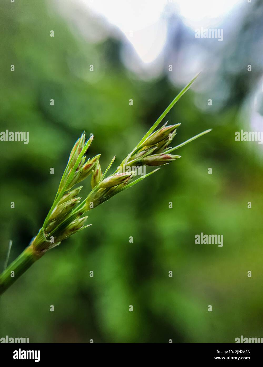 A closeup of scleria plant on a green leafy background Stock Photo