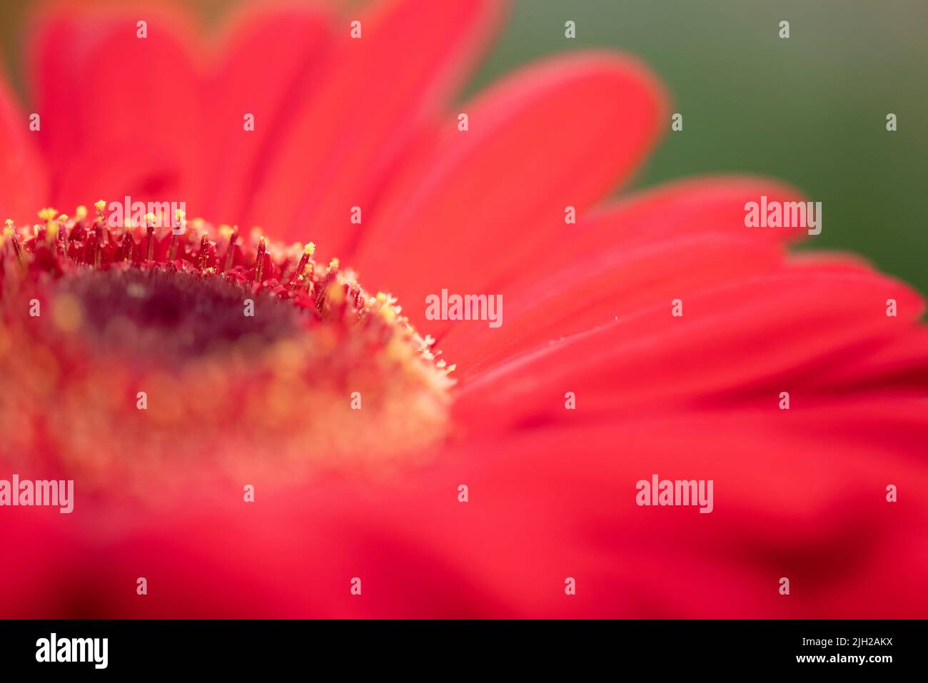 Gerbera Transvaal daisy Red Color flower Used in flower decorations. Stock Photo