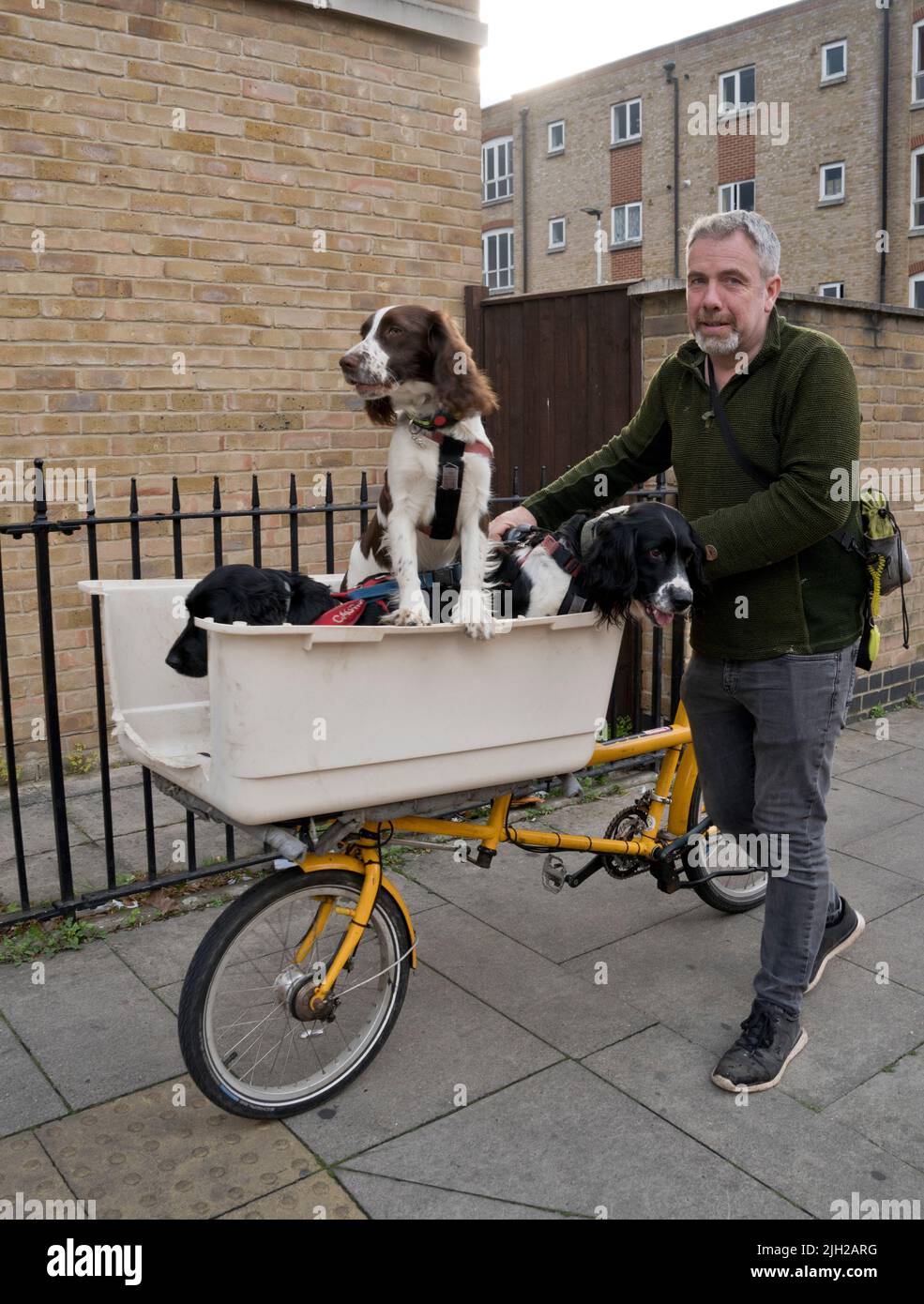Man carrying dogs on basket in bicycle in London,England,UK Stock Photo