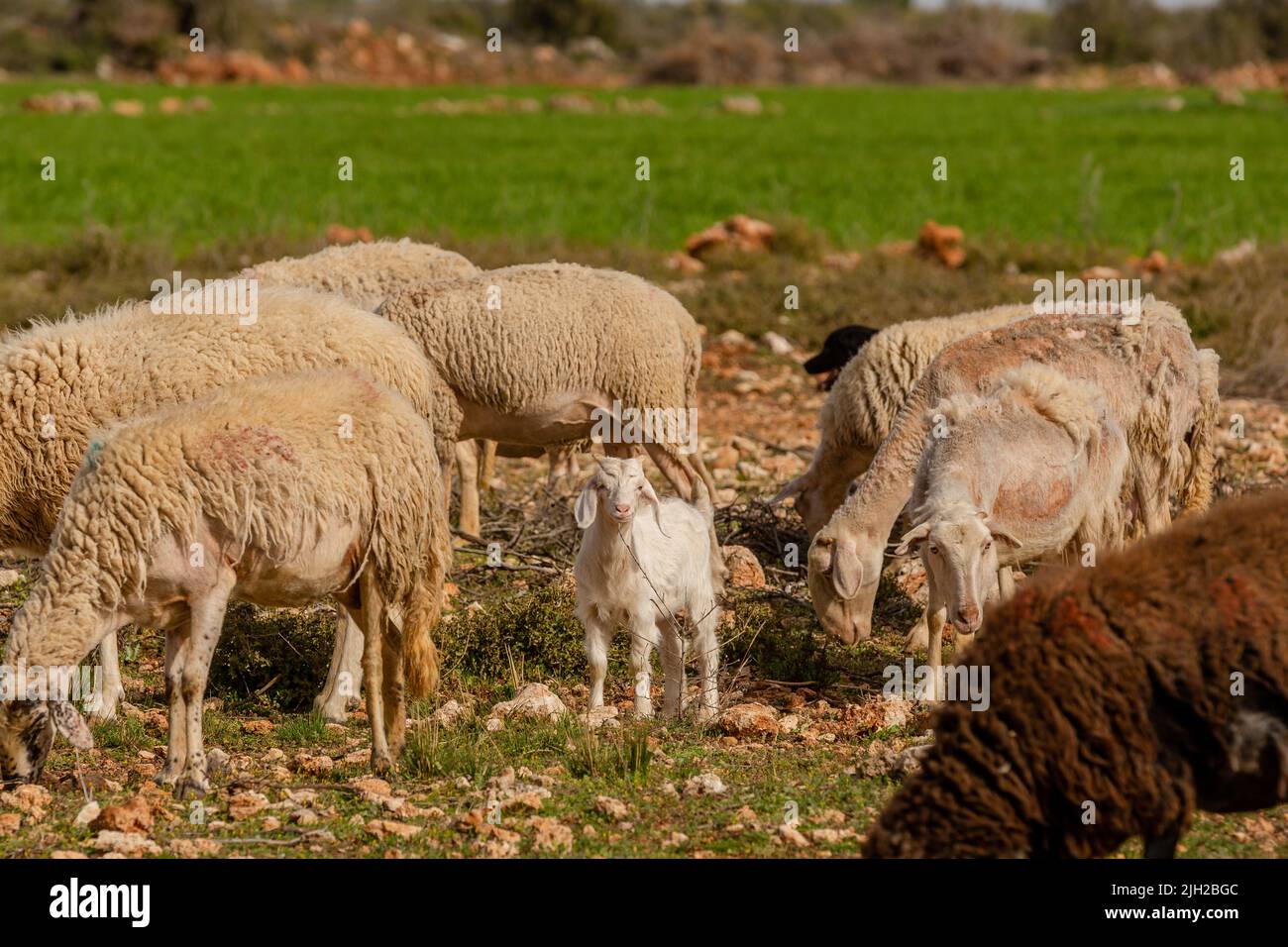 A goat kid among the sheep Stock Photo