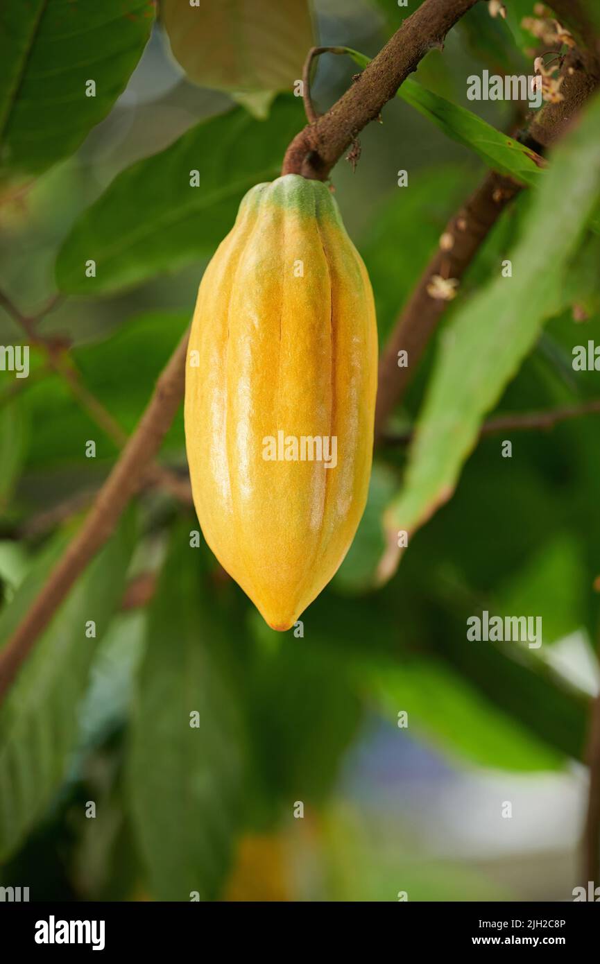 Yellow cocoa pod close up view on green farm background Stock Photo
