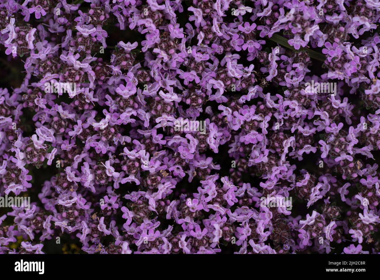 Closeup of wild thyme growing on the ground. Stock Photo