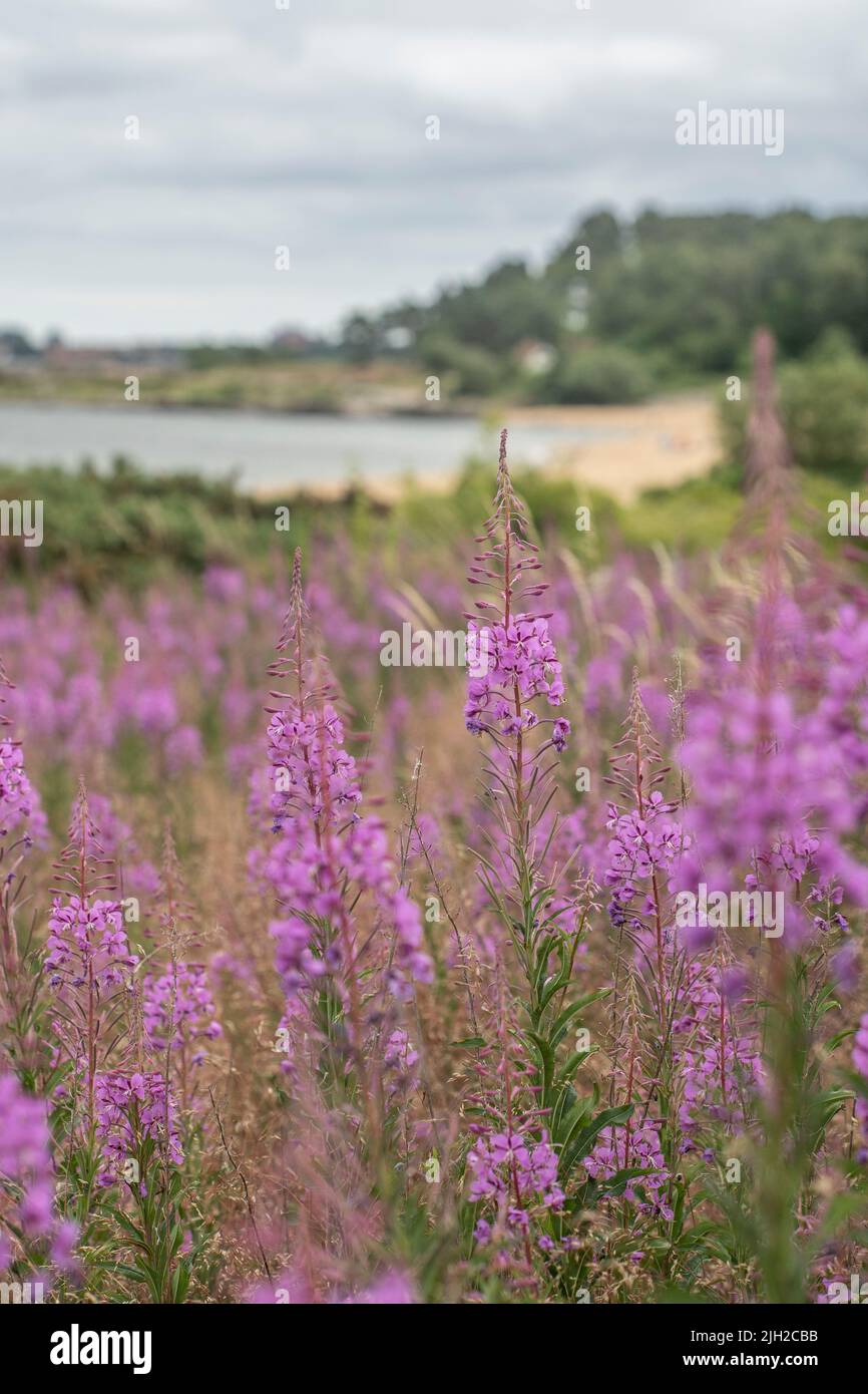 Purple willowherb on a beach in Sweden Stock Photo