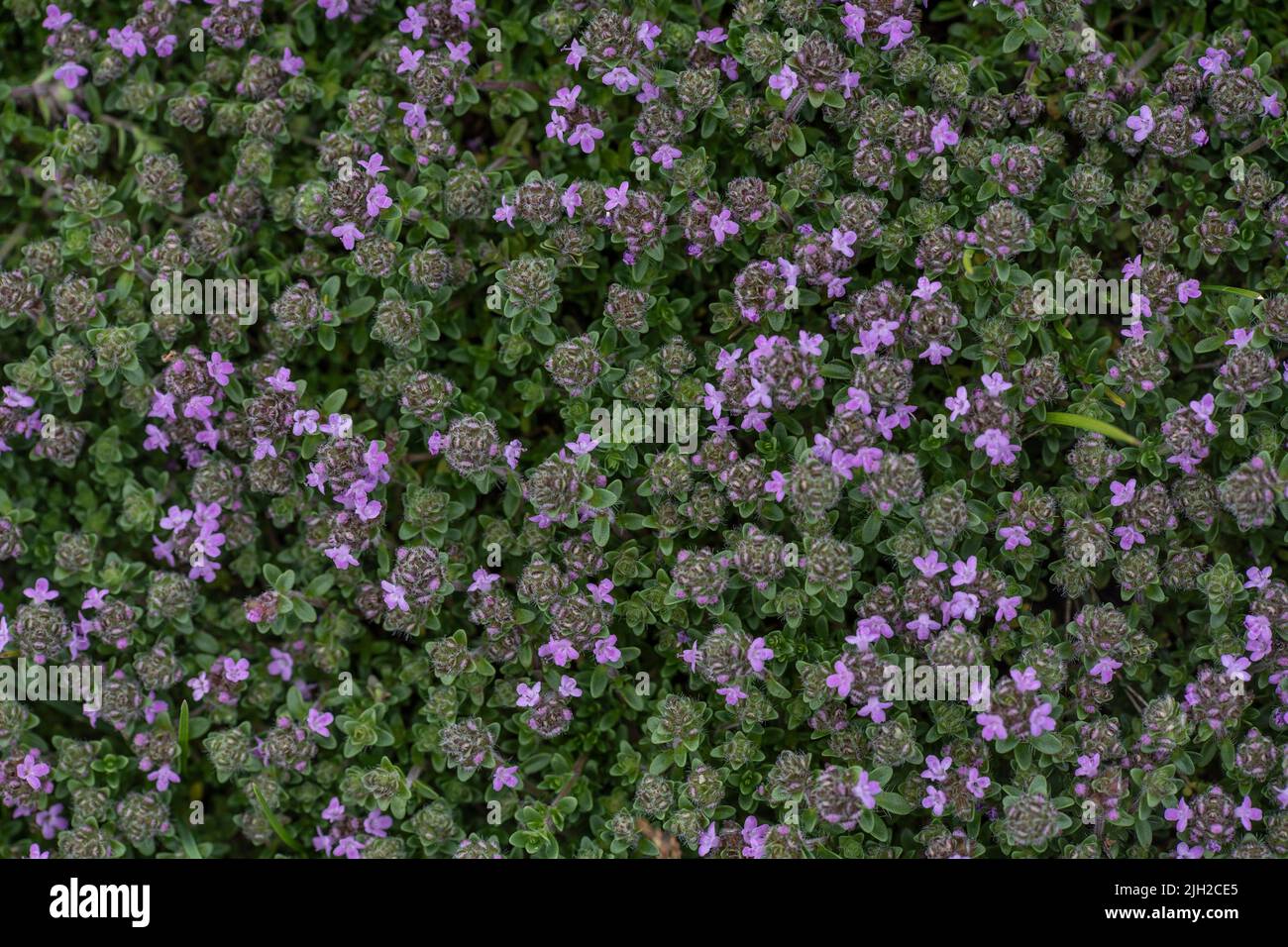 Closeup of wild thyme growing on the ground. Stock Photo