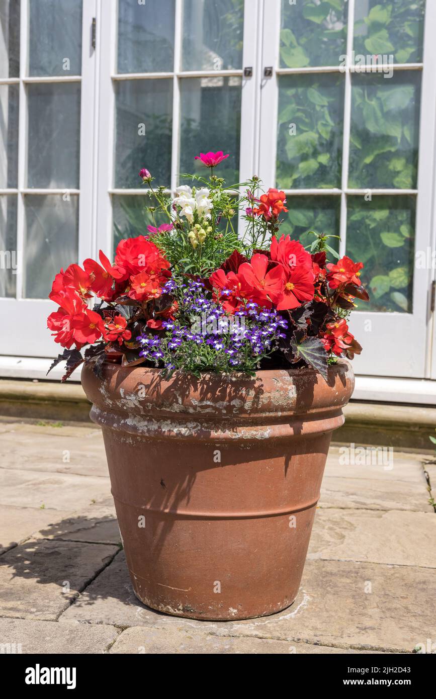 Potted cosmos hi-res stock photography and images - Alamy