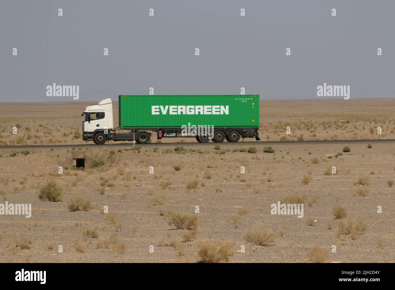 Evergreen in der Wüste Stock Photo