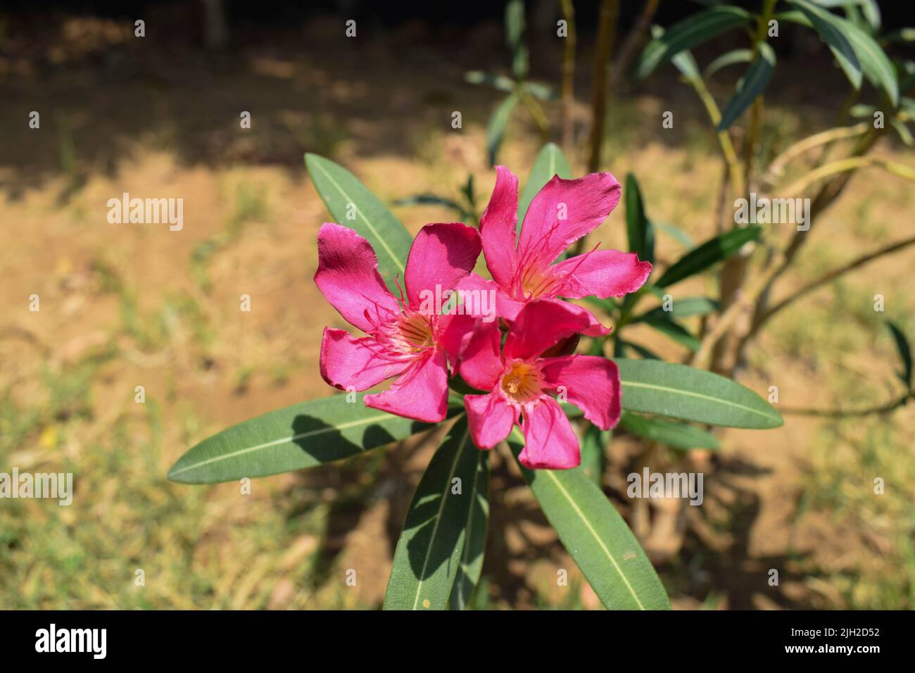 Beautiful Kaner plant or Nerium oleander flowering plant. Pink kaner