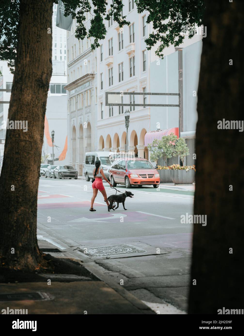 woman crossing the street with a dog in miami downtown Stock Photo - Alamy