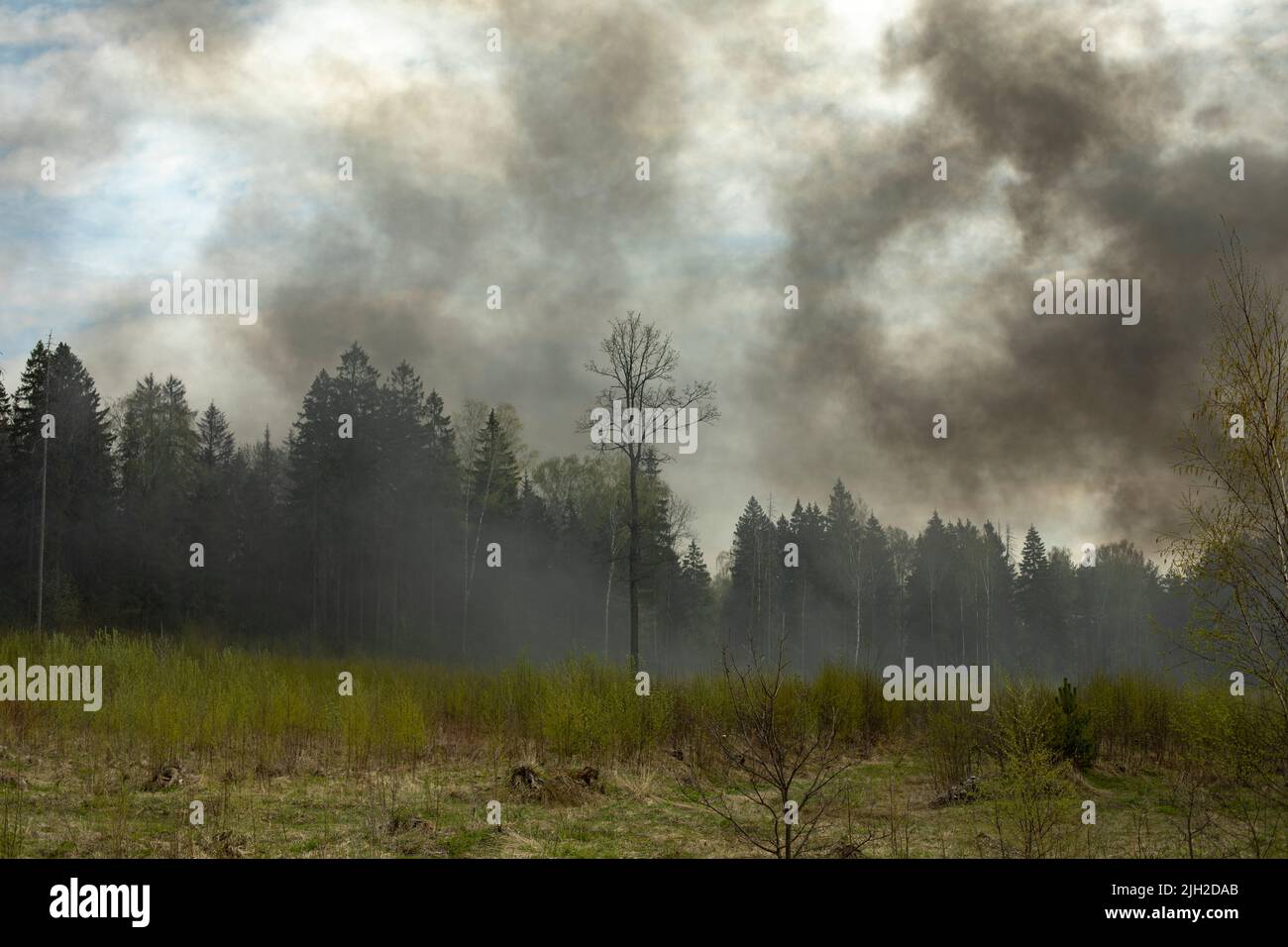 Smoke in woods. Fire in nature. Black smoke in countryside Stock Photo
