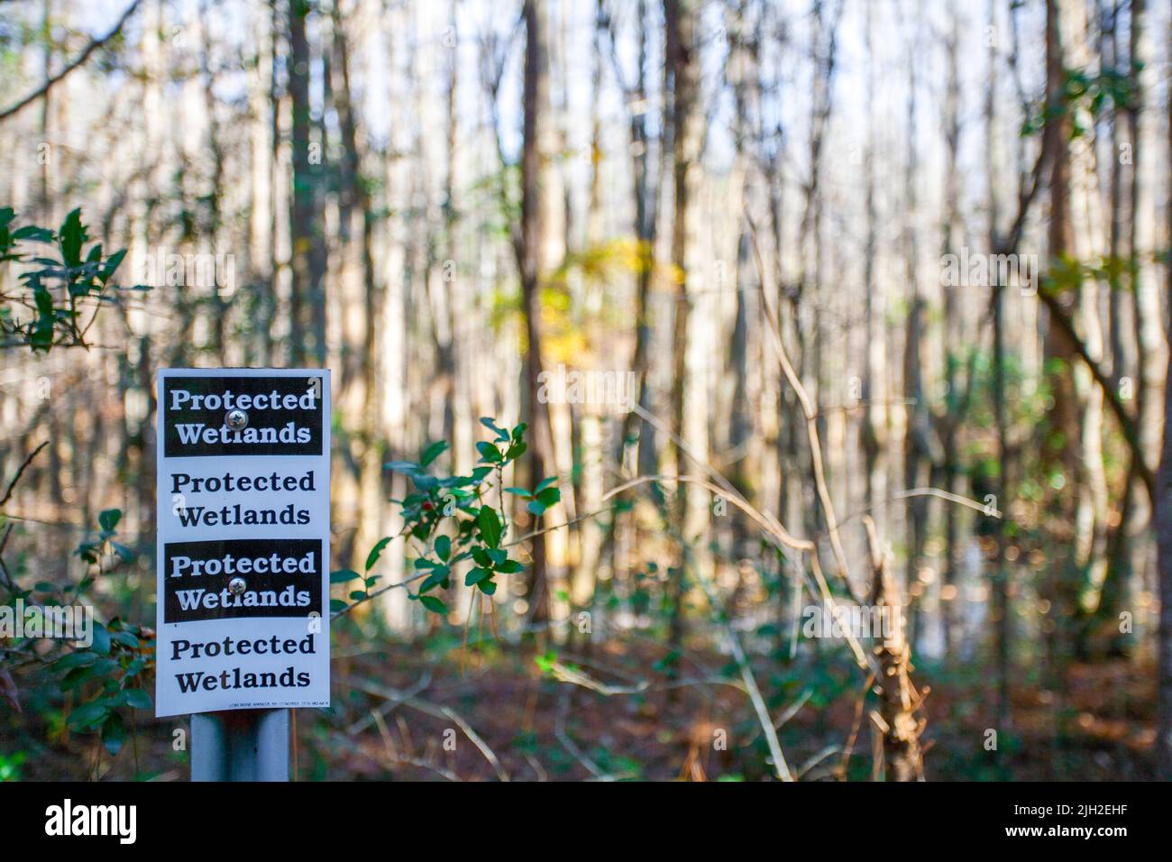 Protected wetlands in South Carolina Stock Photo Alamy