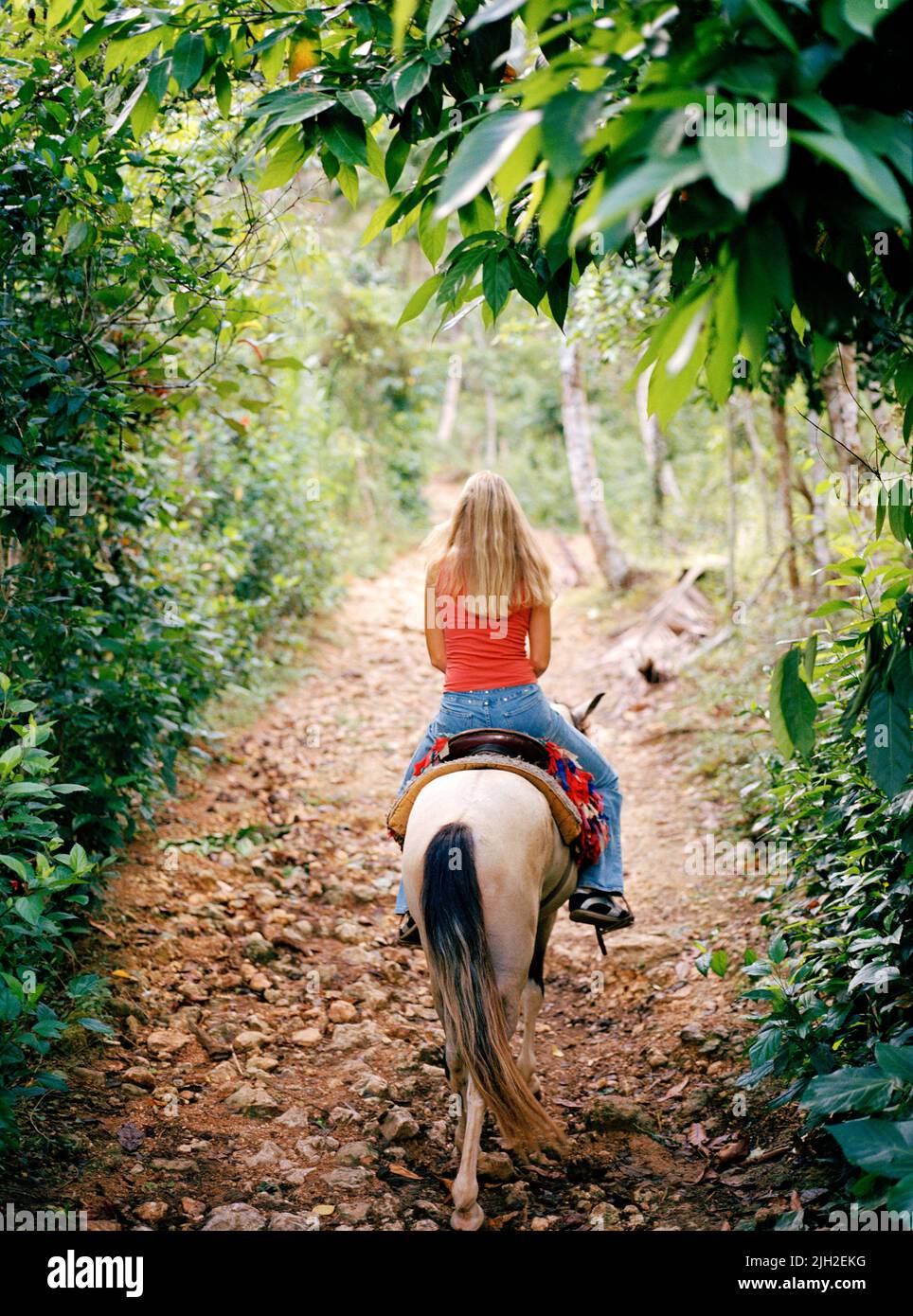 A woman rides a horse along a path to El Limon waterfall. Samana Peninsula, Las Terrenas, Dominican Republic. Stock Photo