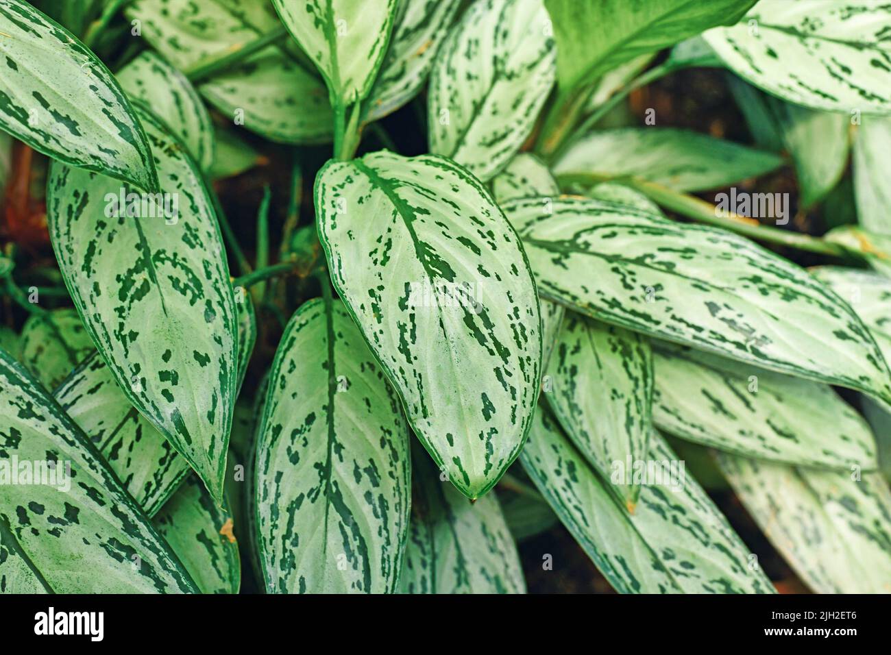 Leaves of tropical 'Aglaonema Commutatum Silver Queen' plant with beautiful silver markings Stock Photo