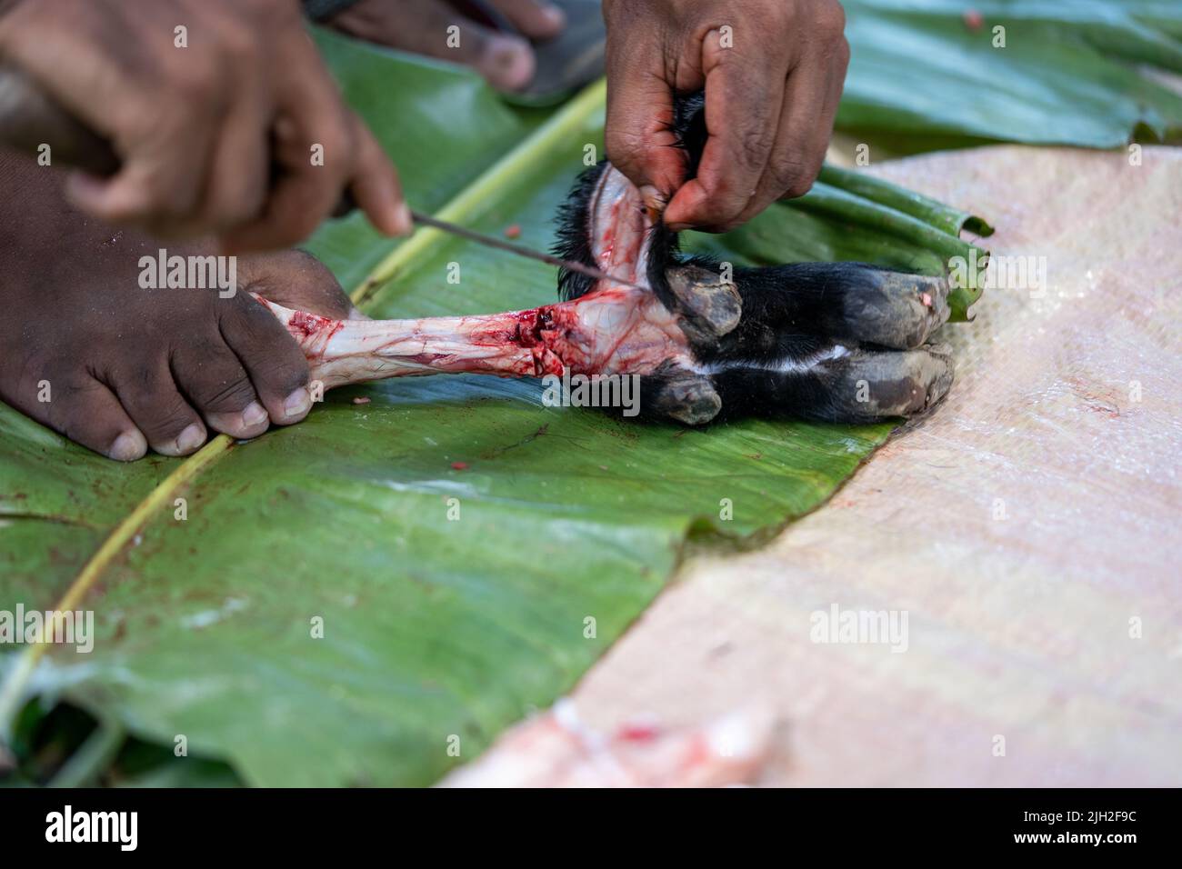 a person is removing the skin of a goat's leg Stock Photo