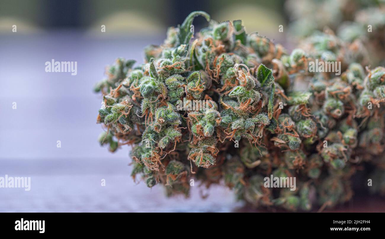 Close-up of a cannabis sativa bud on a table Stock Photo