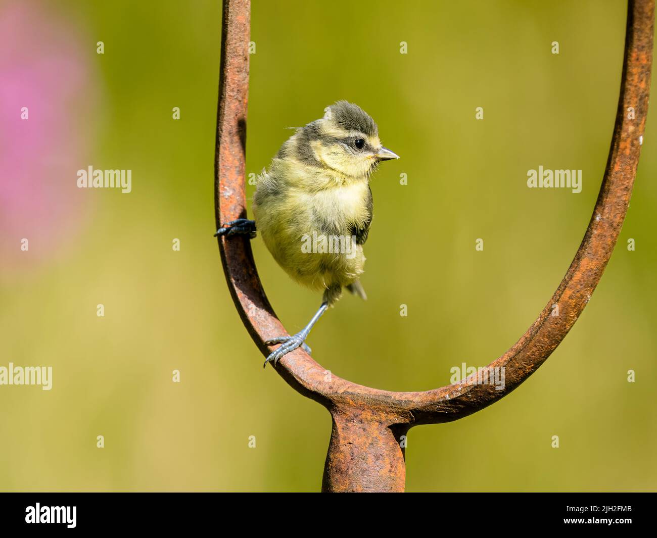 Blue tit foraging in summer in mid Wales Stock Photo