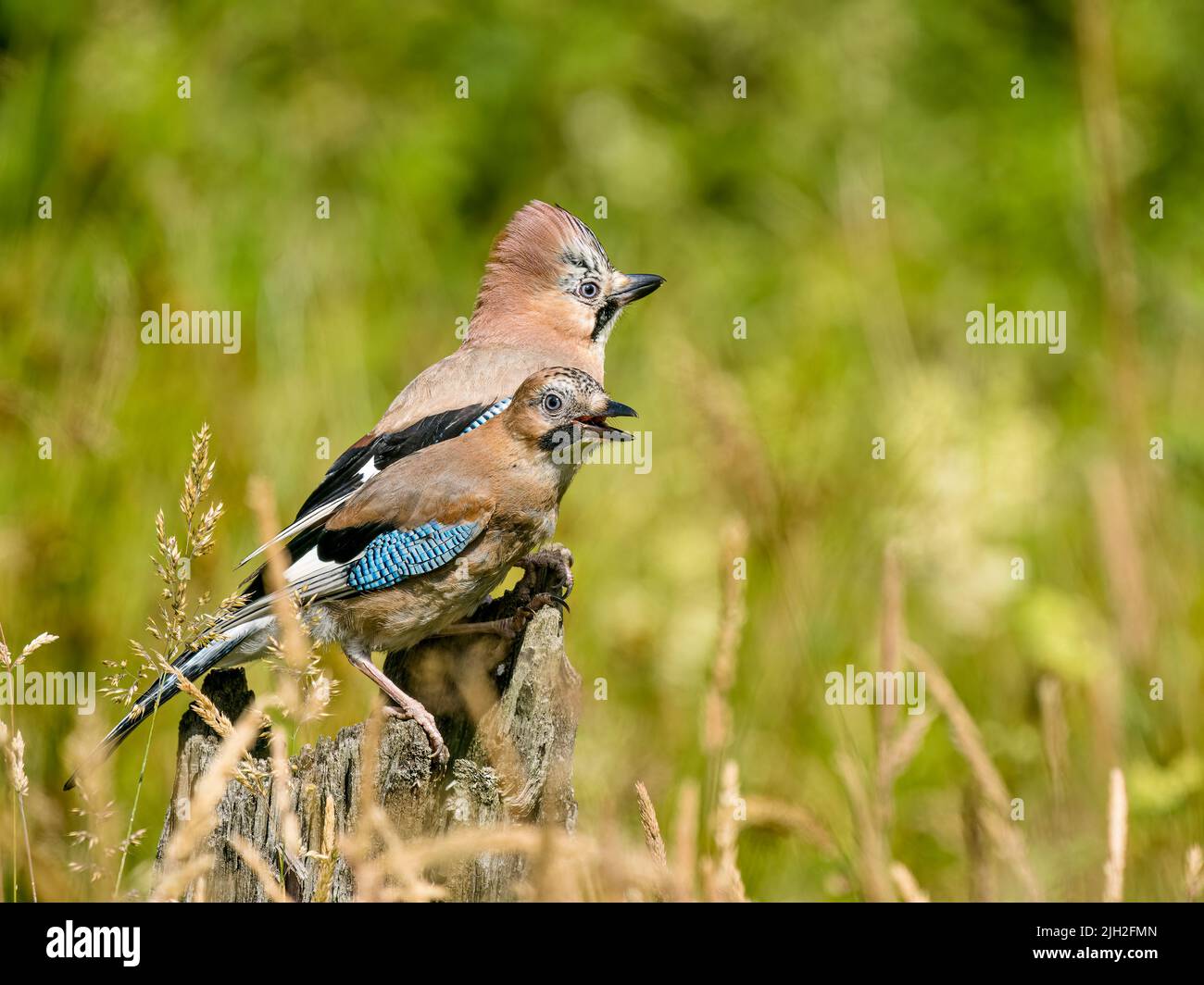 Jay foraging in summer in mid Wales Stock Photo
