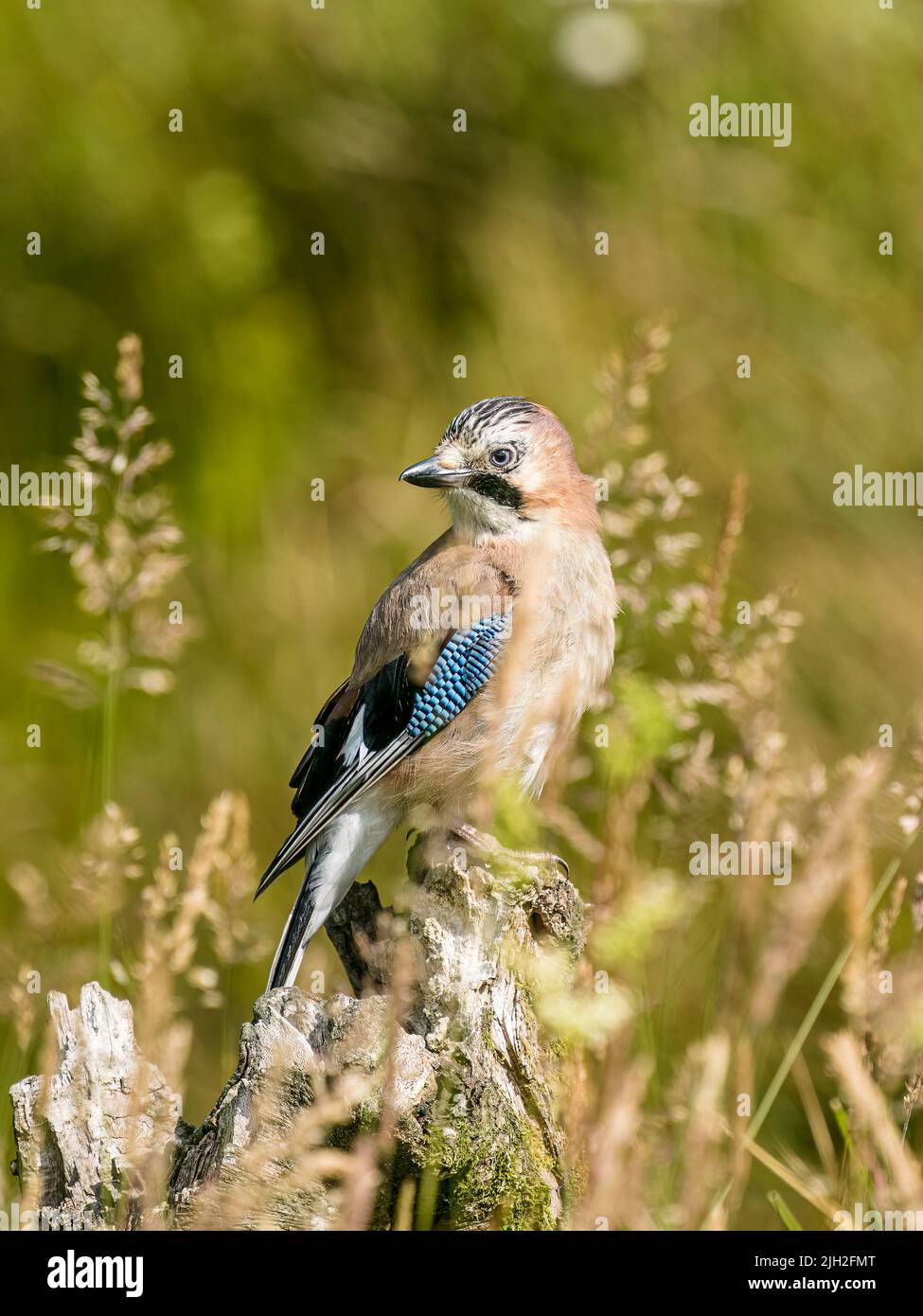 Jay foraging in summer in mid Wales Stock Photo