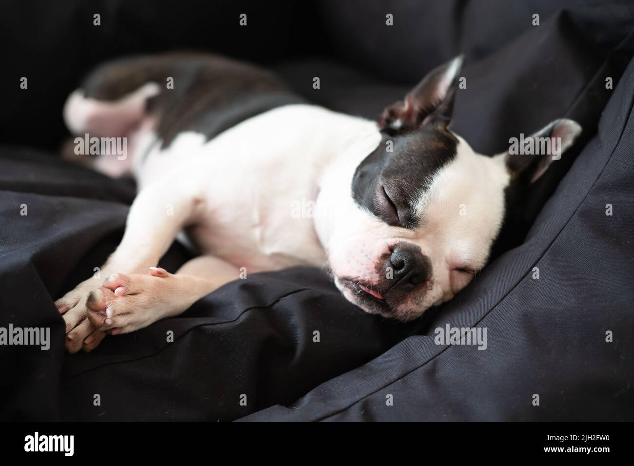 Boston Terrier dog lying down sleeping in a large black comfy bed. She has her tongue slightly out as she sleeps. Stock Photo