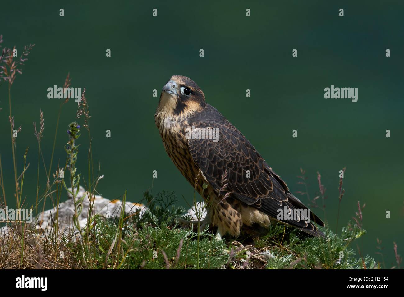 Peregrine falcon (Falco peregrinus) in its natural enviroment in Denmark Stock Photo