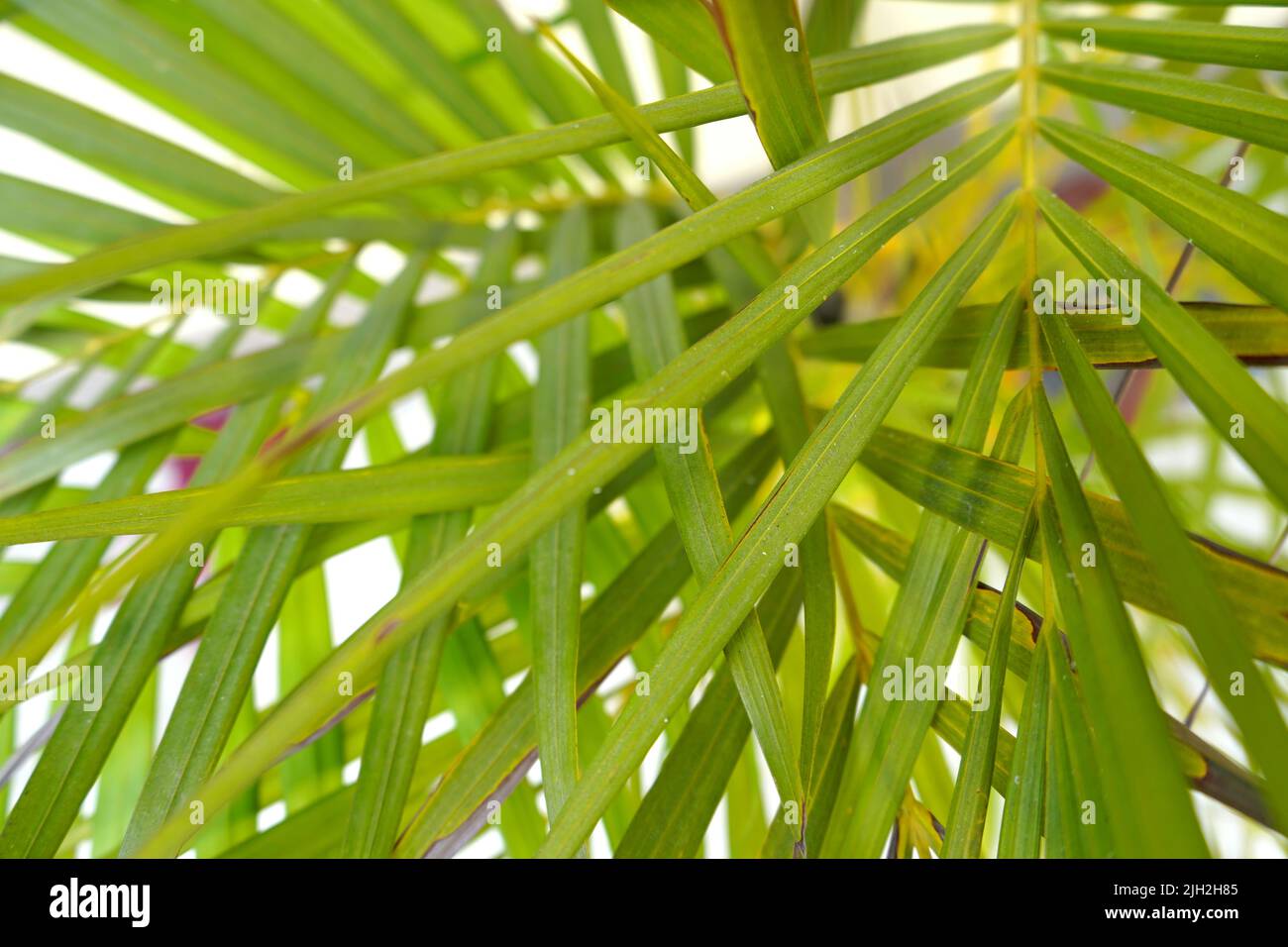Beautiful Green Leaves background Stock Photo