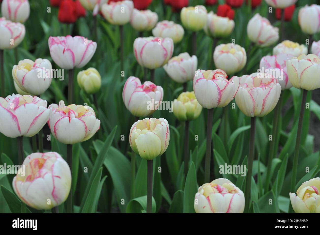 Pink and white Double Late tulips (Tulipa) Pioen Rose bloom in a garden in March Stock Photo