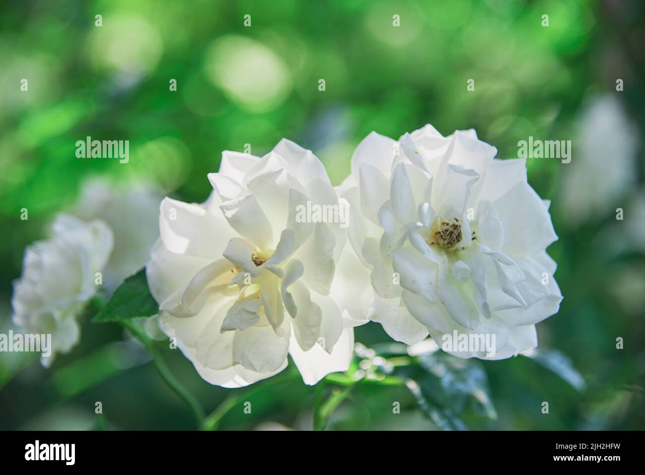 Fragrant white roses on a background of green foliage Stock Photo Alamy