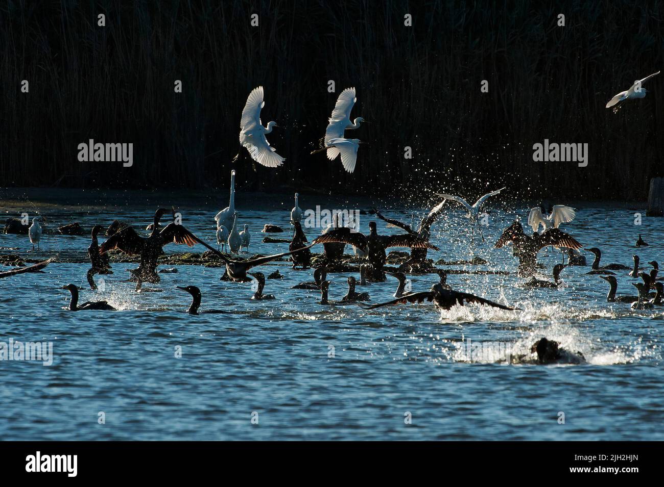 Egrets and doublecrested cormorant feeding frenzy Stock Photo Alamy
