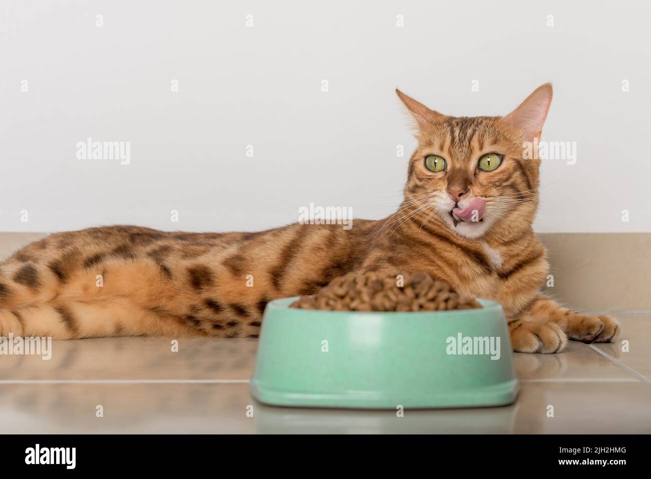 Full bowl of dry cat food on the floor. Selective focus Stock Photo Alamy