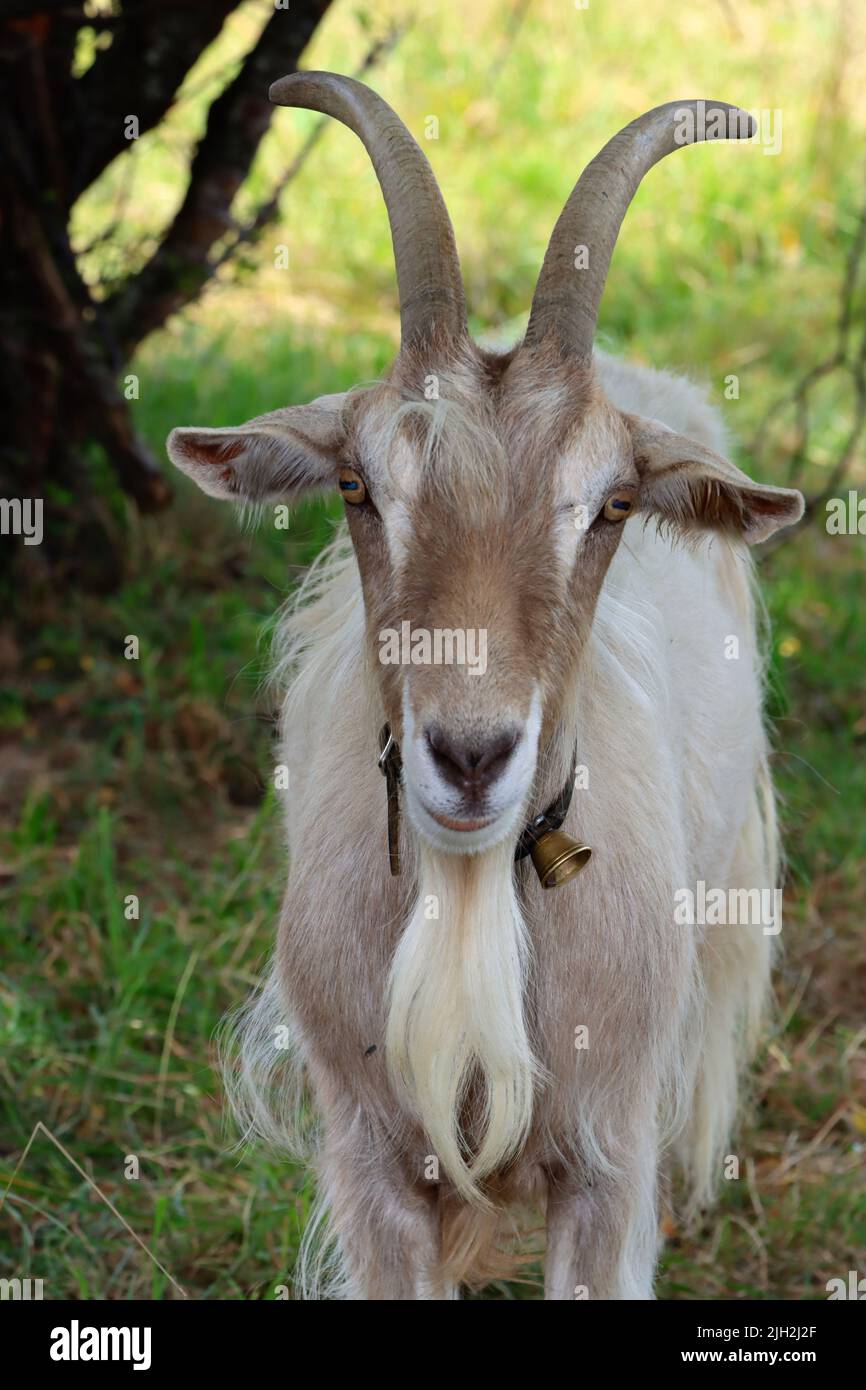 billy goat during summer time under a tree. happy goats enjoy outdoor time at bodensee. also very patient and happy also to receive a full portrait. Stock Photo