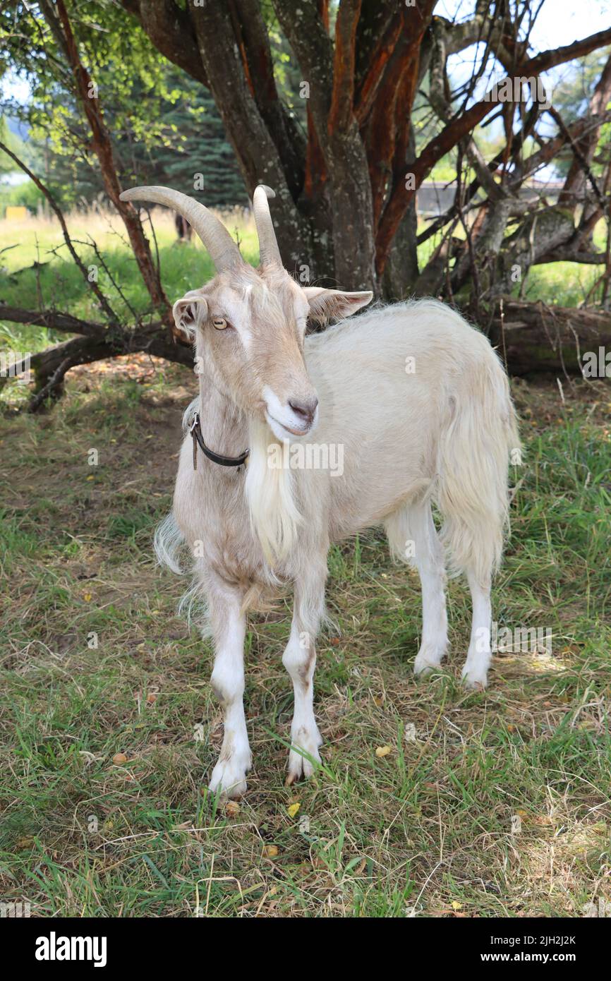 billy goat during summer time under a tree. happy goats enjoy outdoor time at bodensee. also very patient and happy also to receive a full portrait. Stock Photo
