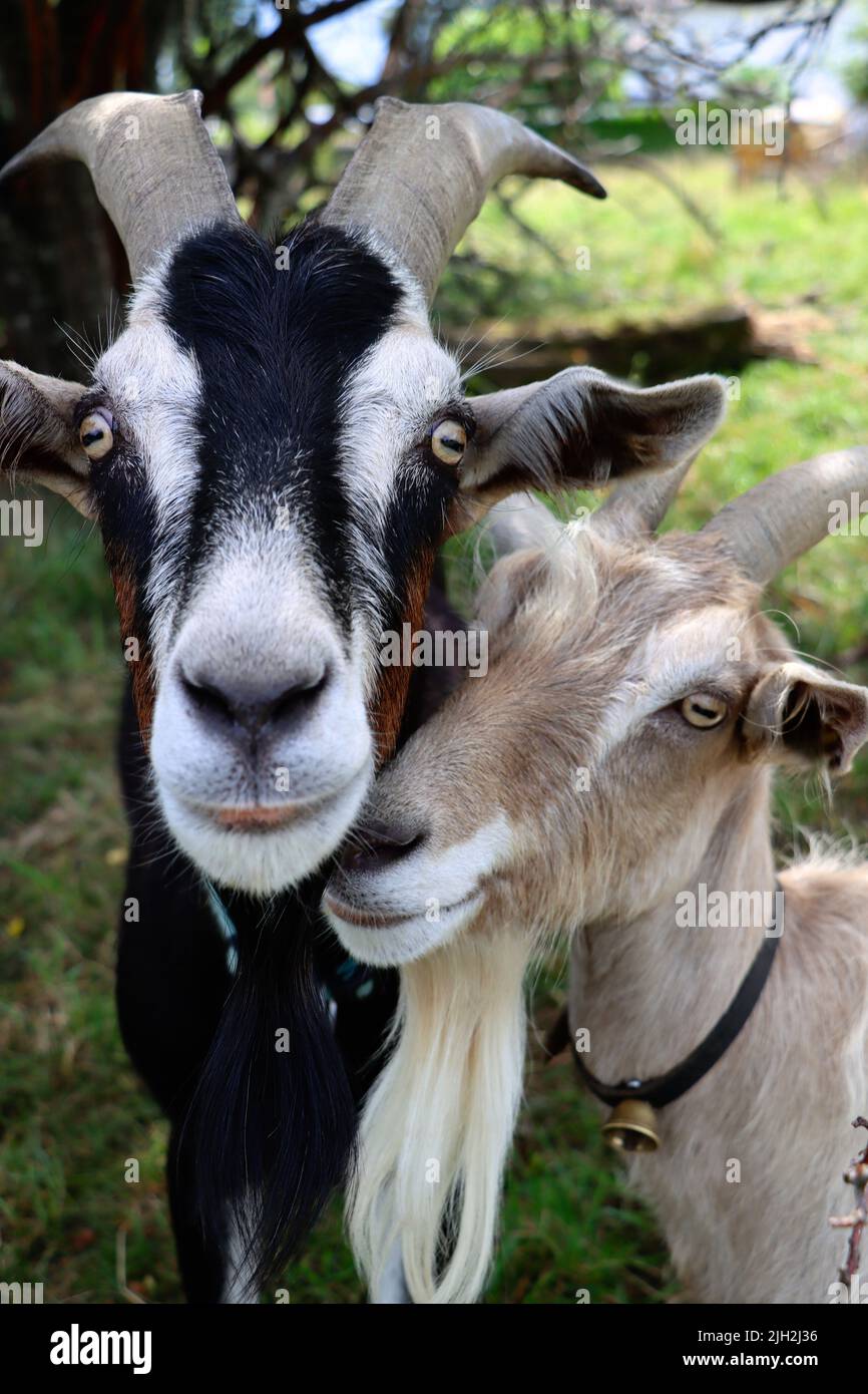 billy goat during summer time under a tree. happy goats enjoy outdoor time at bodensee. also very patient and happy also to receive a full portrait. Stock Photo