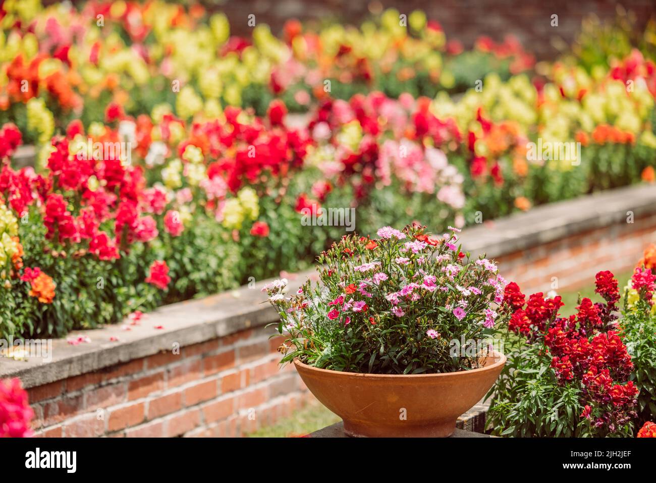 A potted annual blooming plant in front of a large and colorful garden of trailing candy showers snapdragons in bloom in the spring. Stock Photo