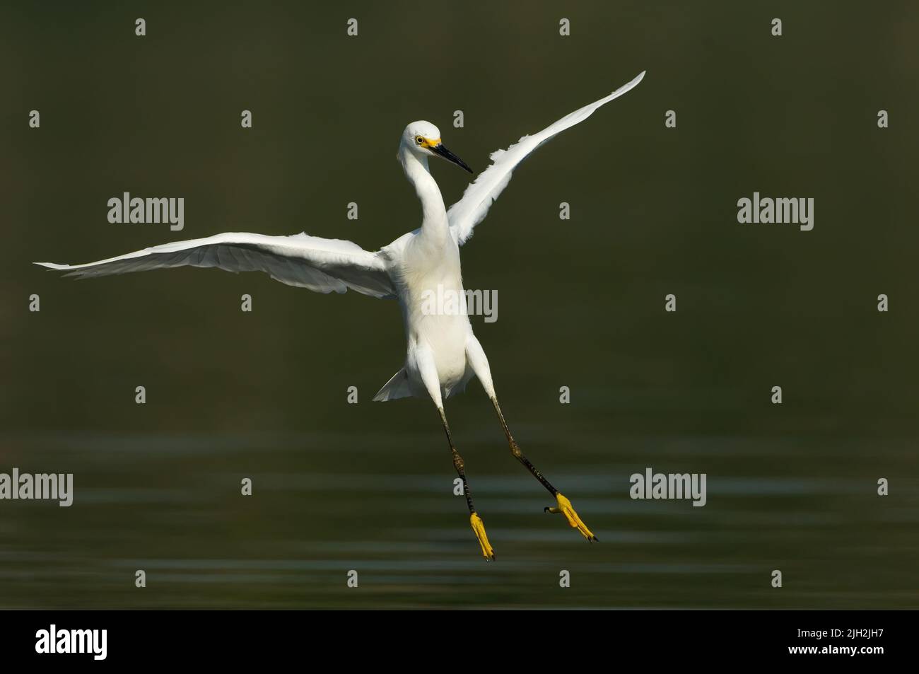 Snowy egret flight Stock Photo