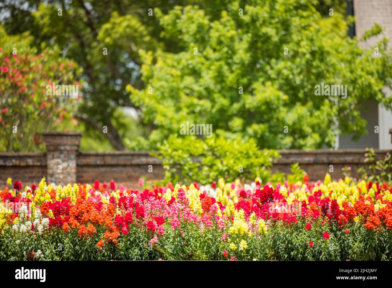 A large and colorful garden of trailing candy showers snapdragons in bloom in the spring in large brick flower beds. Stock Photo