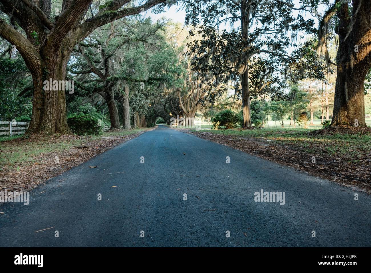 A long southern paved driveway or road with sprawling oak trees and a ...