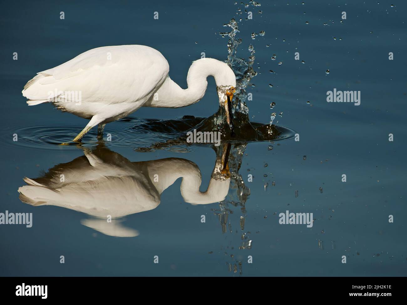 Snowy egret strike Stock Photo