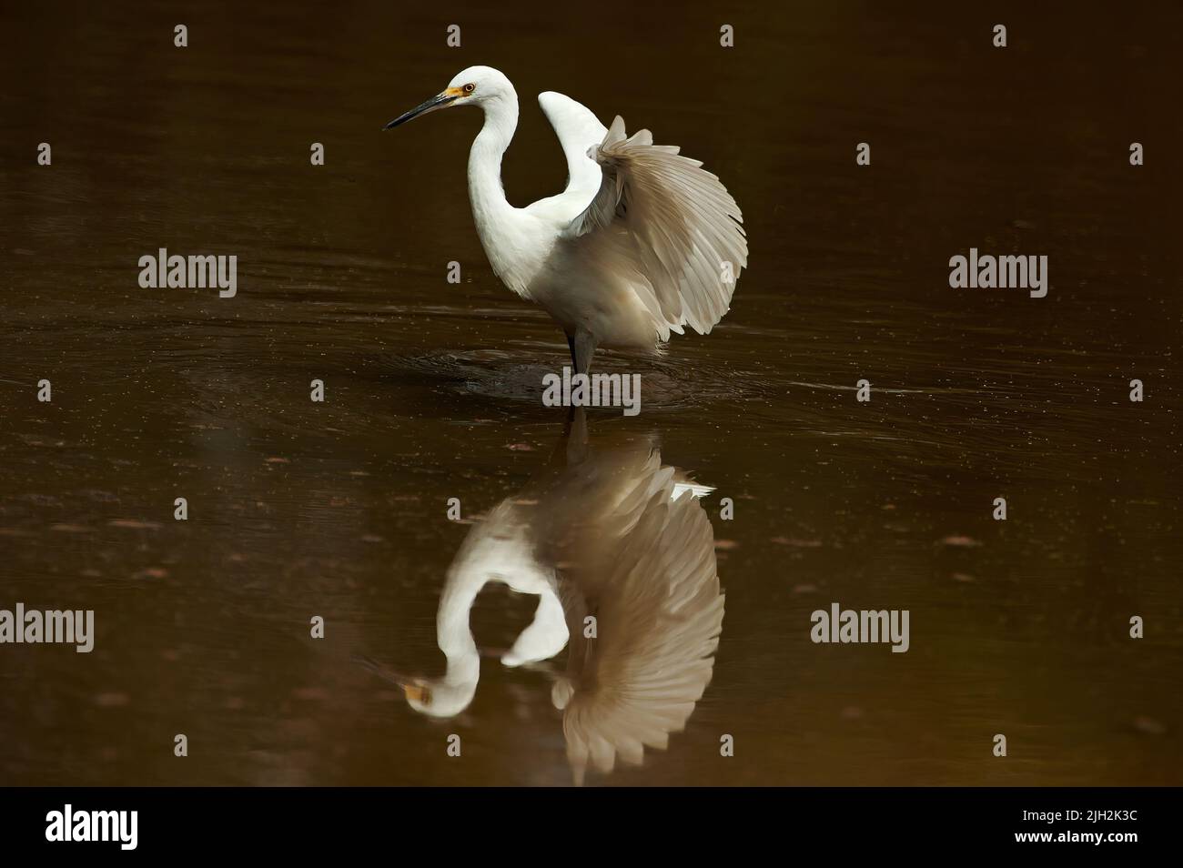 Snowy egret Stock Photo