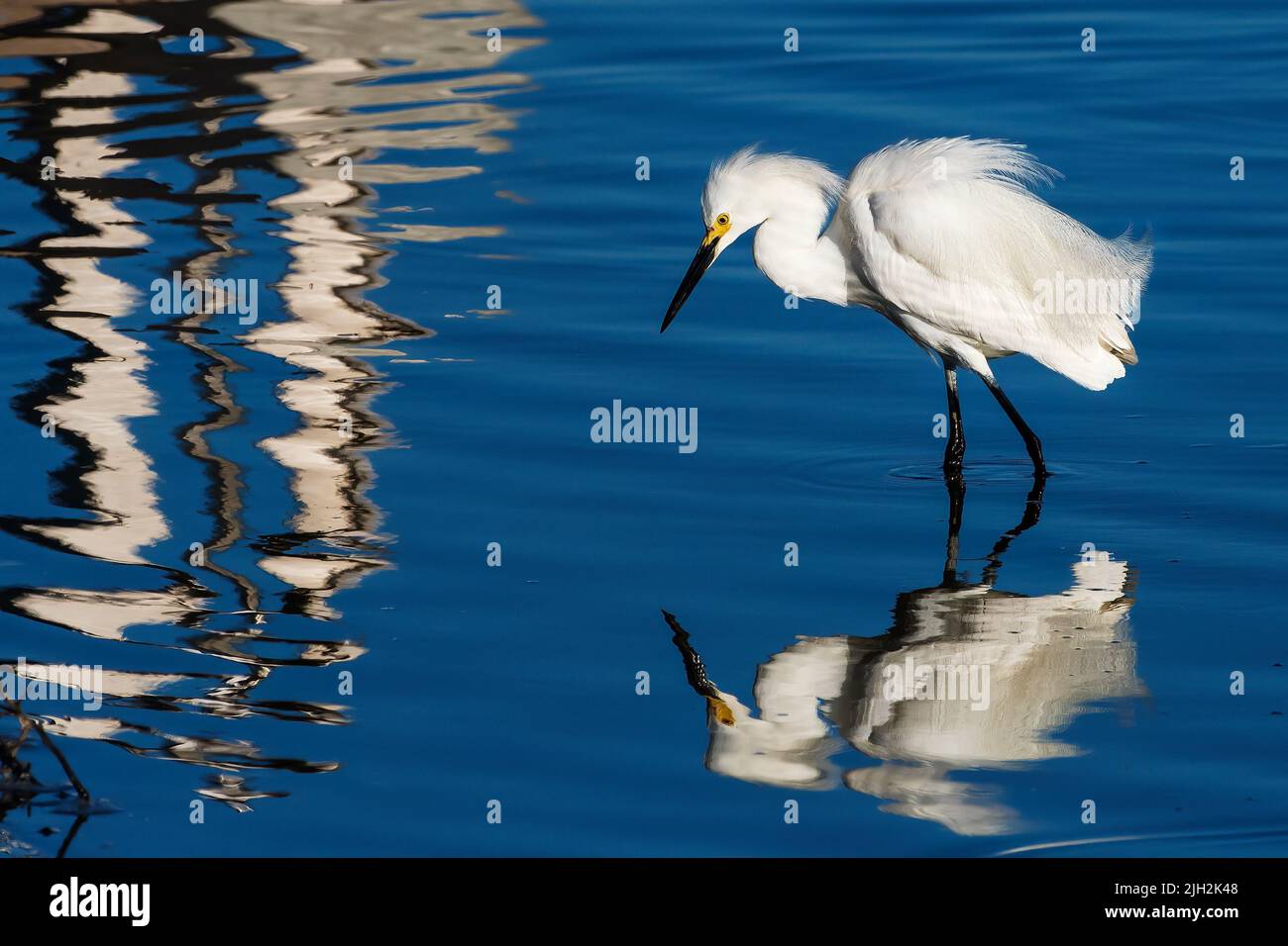 Snowy egret reflection Stock Photo