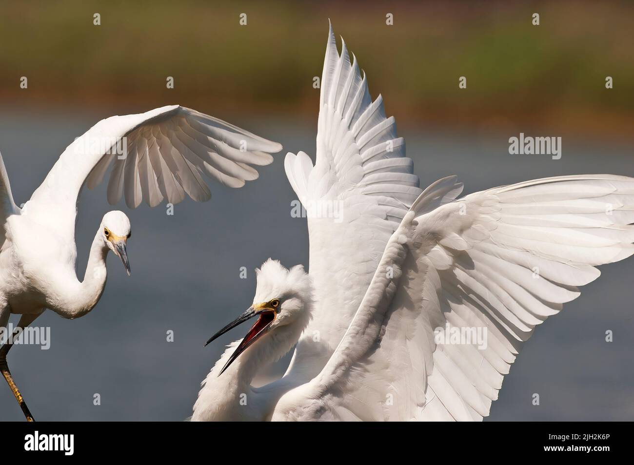 Snowy egret flight altercation Stock Photo