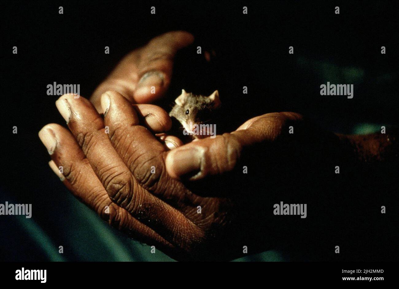 Mr jingles the mouse hires stock photography and images Alamy