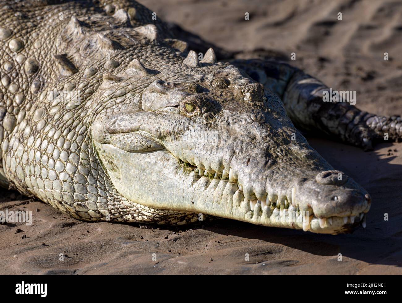 American Crocodiles in Tarcoles, Costa Rica Stock Photo