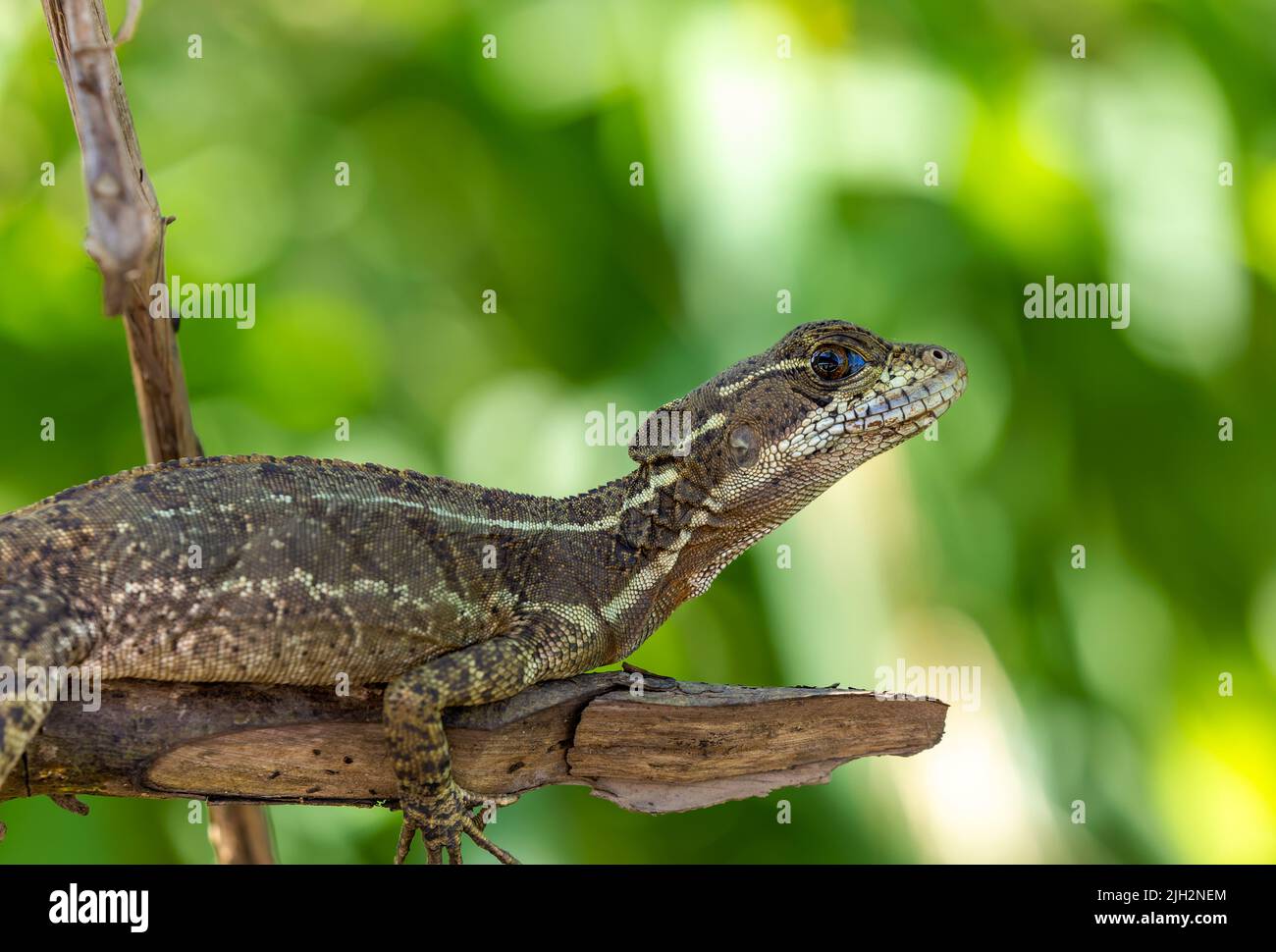 Lizard on branch in Costa Rica Stock Photo