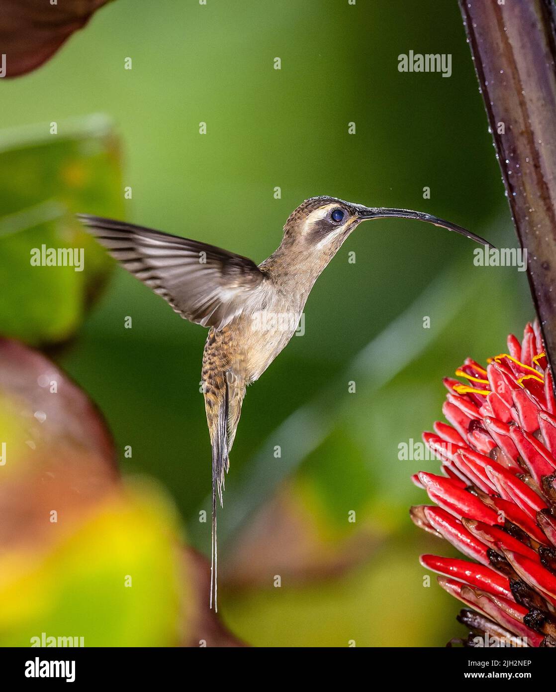 Humming birds of Costa Rica Stock Photo