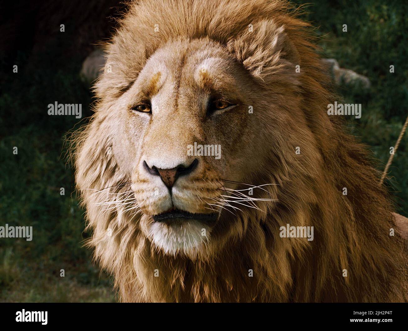 Wallpaper ship, Leo, heroes, The Chronicles Of Narnia, Aslan, The